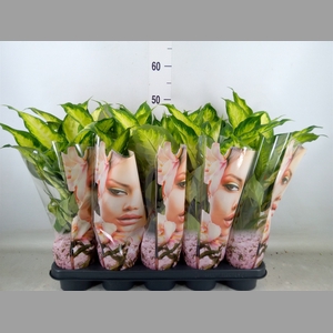 Dieffenbachia  'Camilla'