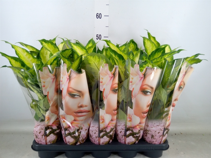 <h4>Dieffenbachia  'Camilla'</h4>