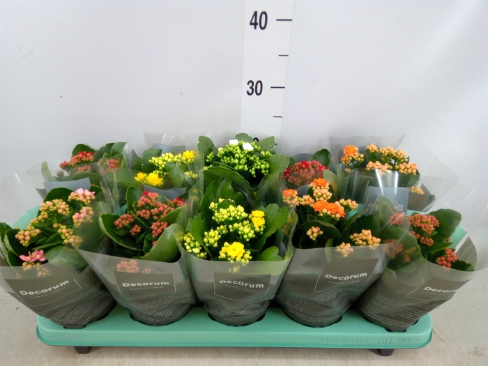 <h4>Kalanchoe blos.   ..rosebud mix  5</h4>