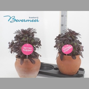 AEONIUM AB VELOURS