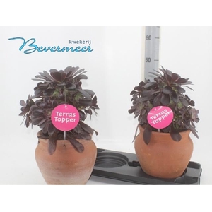 AEONIUM AB VELOURS