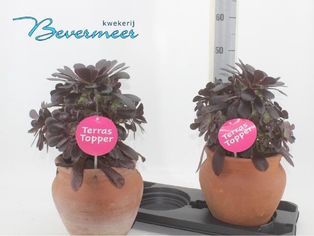 <h4>AEONIUM AB VELOURS</h4>