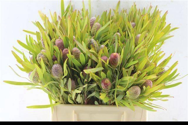 <h4>LEUCAD CONIFERUM</h4>