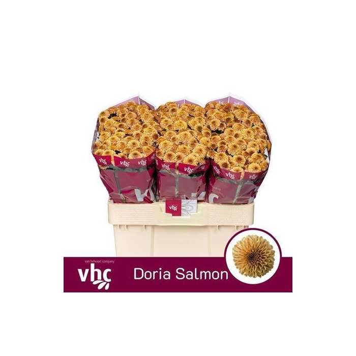 <h4>Chr S Aaa Doria Salmon</h4>