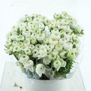 Ran Aazur White Extra