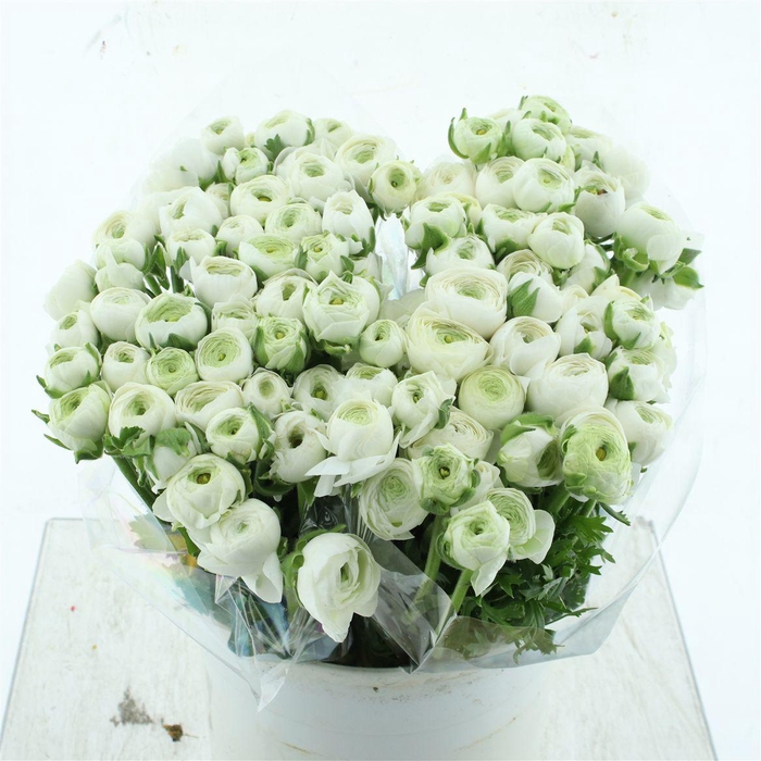 <h4>Ran Aazur White Extra</h4>