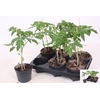 arr8 Tomatenplanten