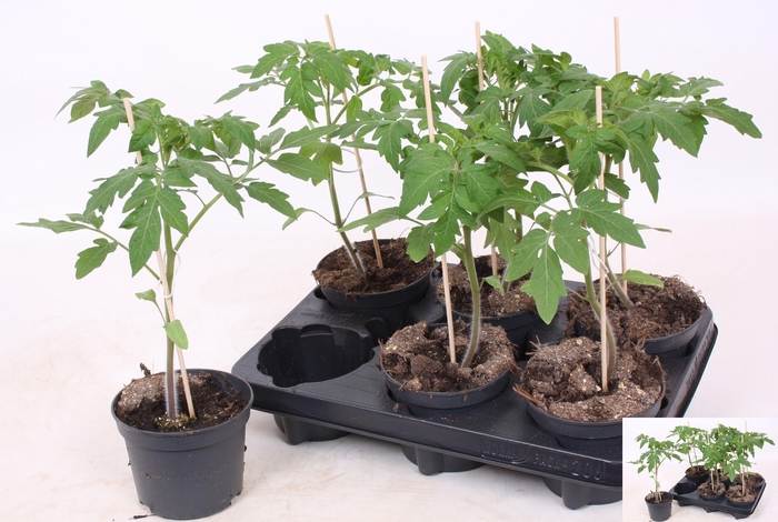arr8 Tomatenplanten