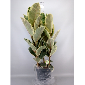 Ficus elastica 'Tineke'