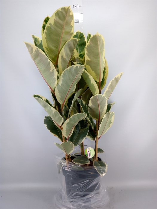 <h4>Ficus elastica 'Tineke'</h4>
