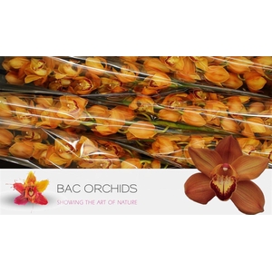 Cymb T Mighty Brown Arancia