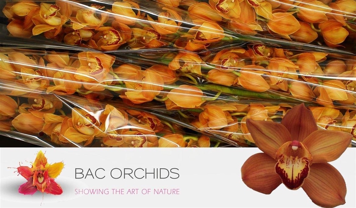 <h4>Cymb T Mighty Brown Arancia</h4>