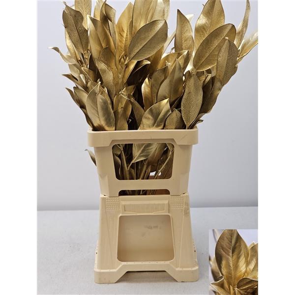 <h4>MAGNOLIA METAL GOUD PB</h4>