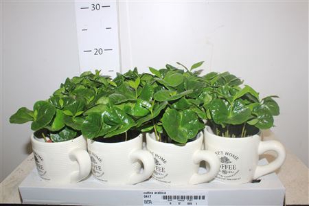 <h4>Coffea Arabica In Cups</h4>