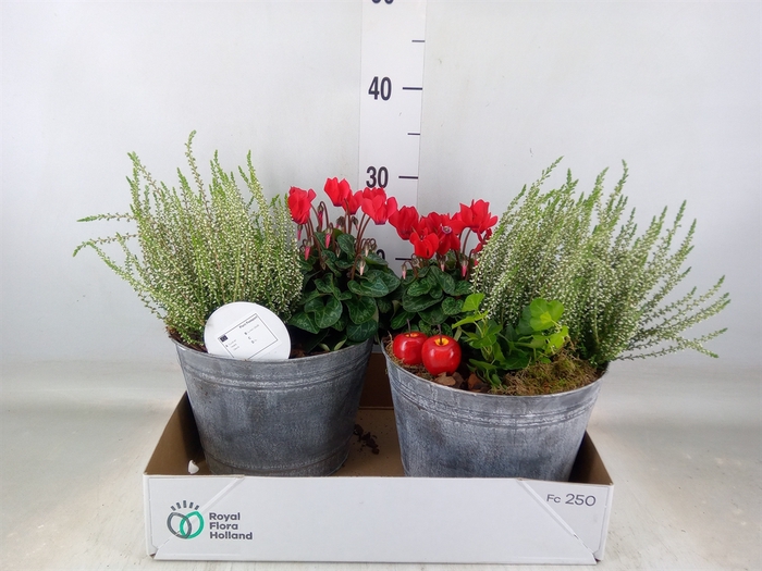 <h4>Arr.   Tuinplanten L%</h4>