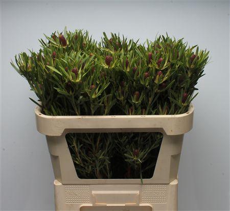 <h4>Leucad Red Tag</h4>