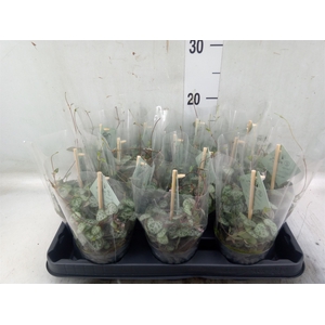Ceropegia woodii ssp. woodii