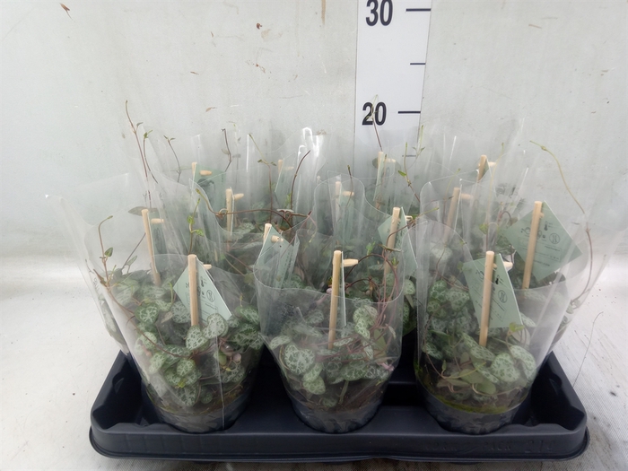 <h4>Ceropegia woodii ssp. woodii</h4>