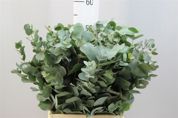<h4>Euca Cinerea Kort 350gr</h4>