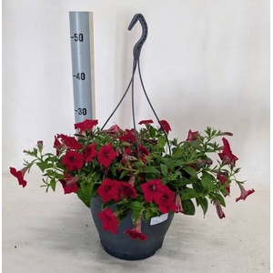 PET SURF RED
