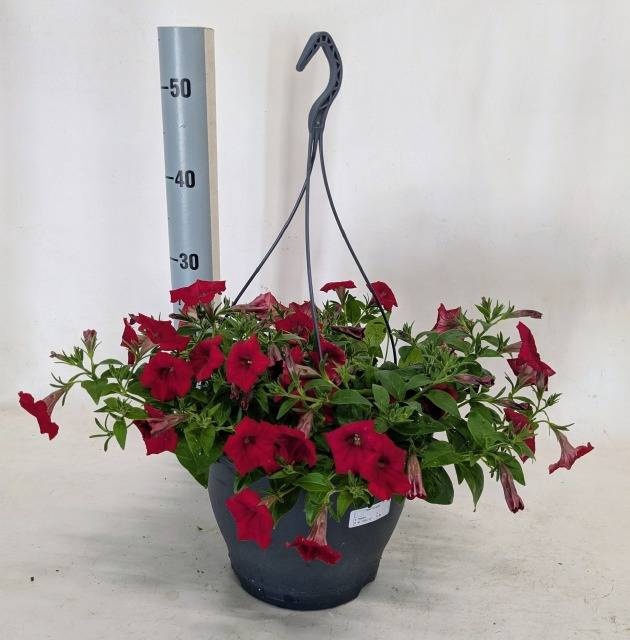 <h4>PET SURF RED</h4>