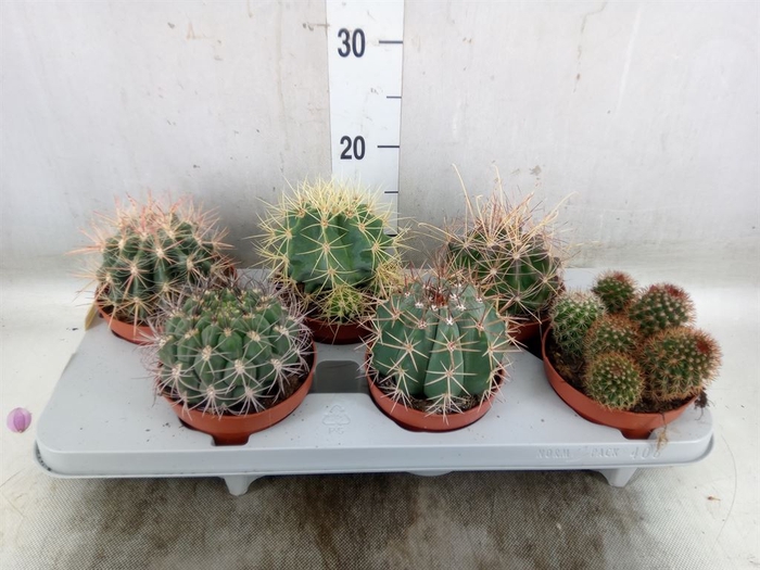 <h4>Cactus   ...mix</h4>