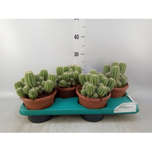 Cereus   ...