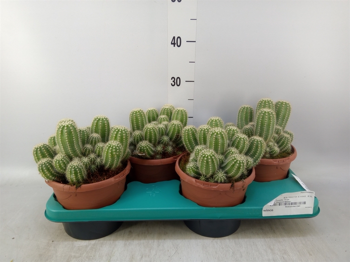 <h4>Cereus   ...</h4>