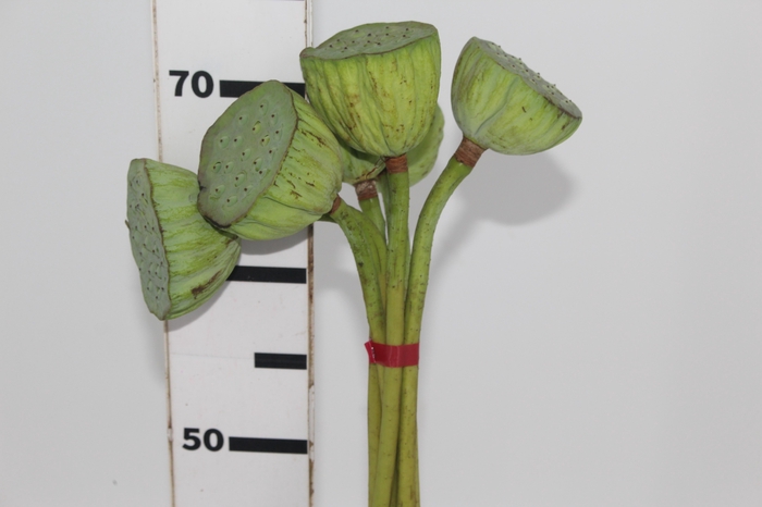 <h4>SEMENTE DE LOTUS</h4>