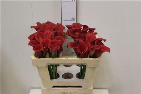 <h4>Zant Red Charm</h4>