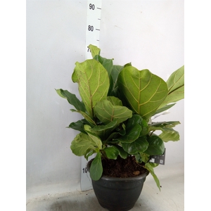 Ficus lyrata