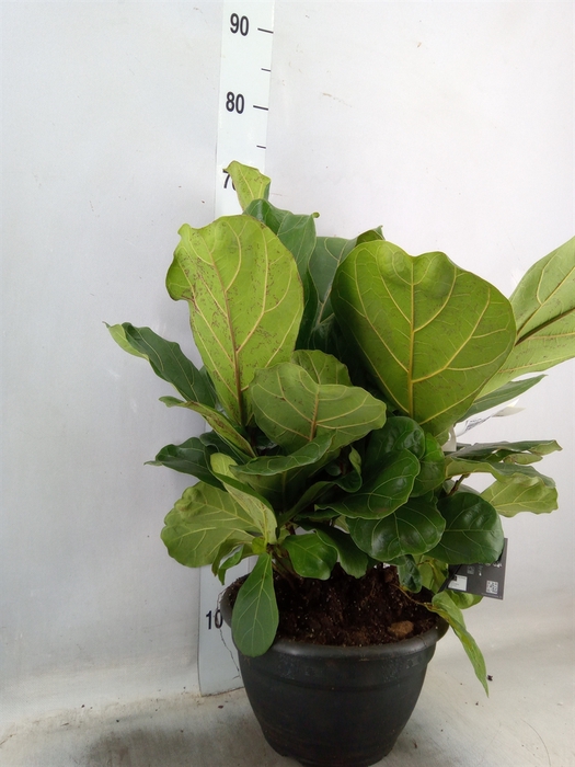 <h4>Ficus lyrata</h4>