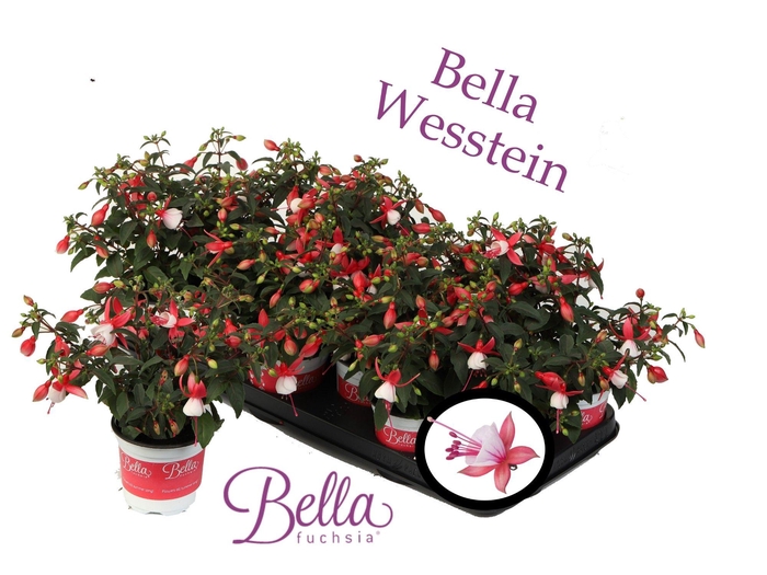 <h4>Bella Fuchsia 'Petra' ( hang )</h4>