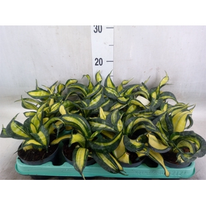 Sansevieria trifa. 'Hahnii'