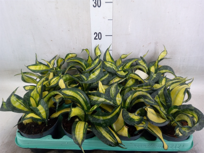 <h4>Sansevieria trifa. 'Hahnii'</h4>
