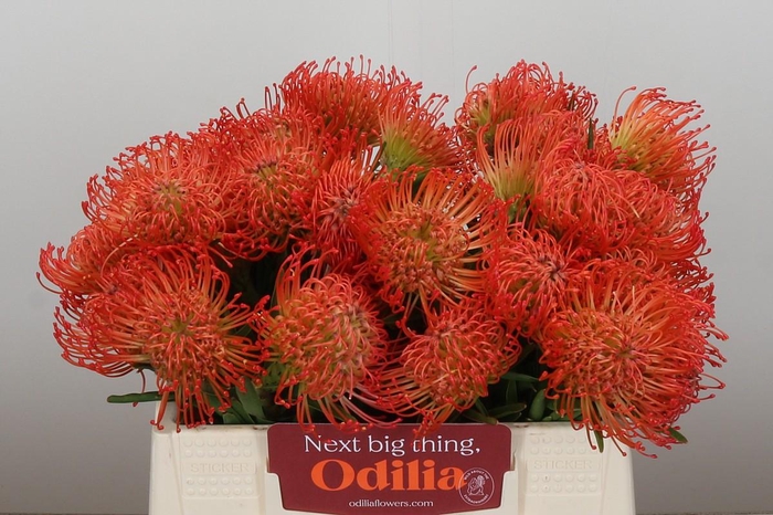 <h4>Nutans Succession</h4>