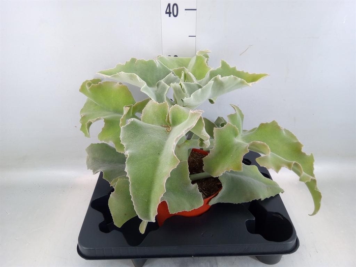 <h4>Kalanchoe   ...</h4>