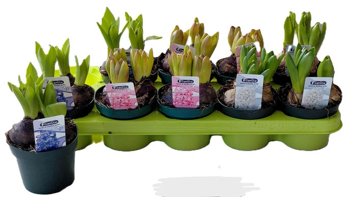 <h4>HYACIN GEM 3 KL</h4>