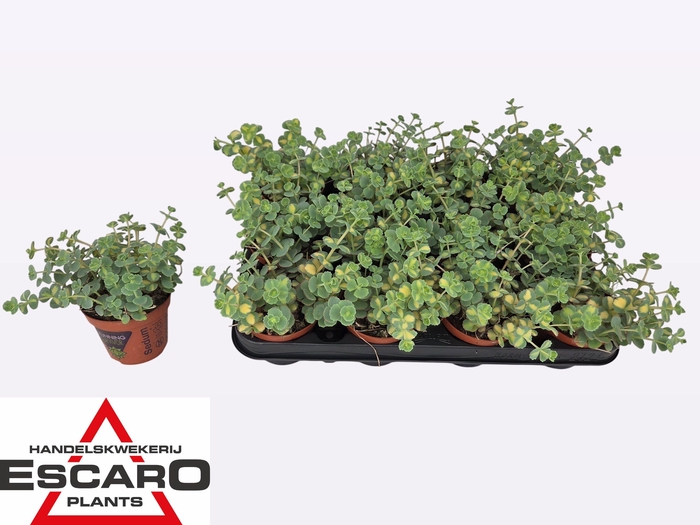 <h4>SEDUM SI MEDIOVARIEG</h4>