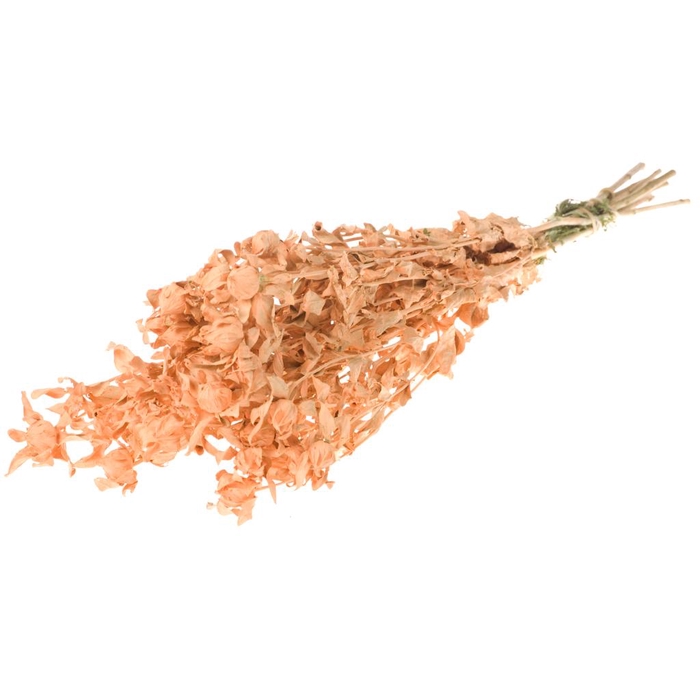 <h4>Bidens (carthamus) Coral Misty</h4>
