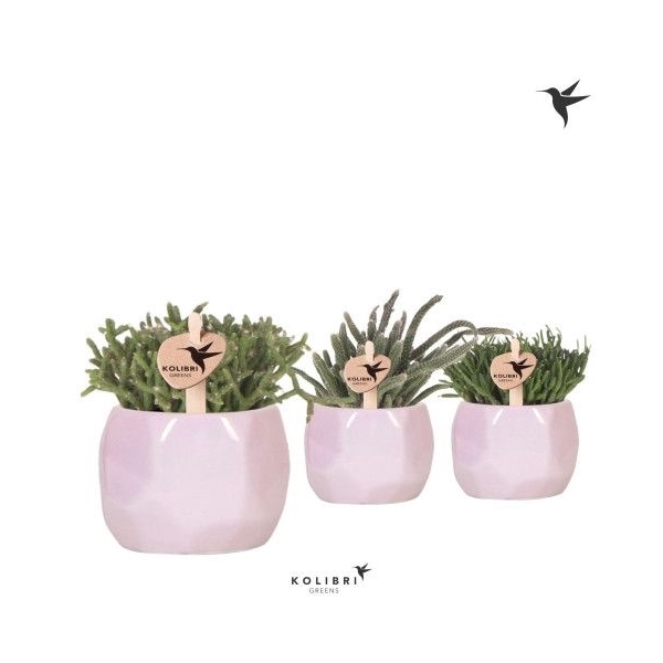 <h4>Kolibri Greens Rhipsalis mix in Pearl pot pink</h4>