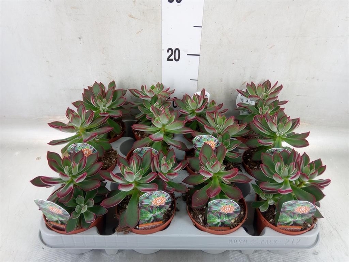<h4>Echeveria pulvinata 'Devotion'</h4>