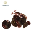 Begonia ferox
