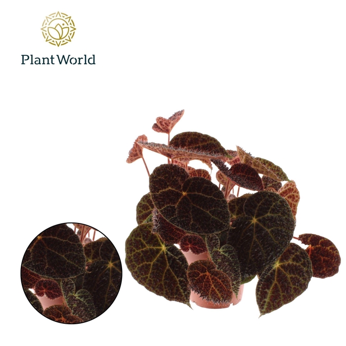 Begonia ferox