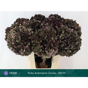 Hydr Ruby Aubergine Full Classic 80 cm Vicini