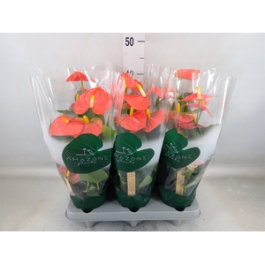Anthurium andr. 'Solara'