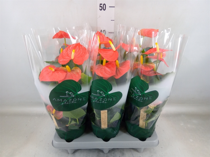 <h4>Anthurium andr. 'Solara'</h4>