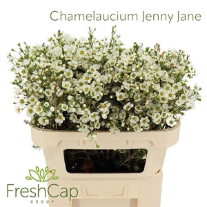 Chamelaucium Jenny Jane
