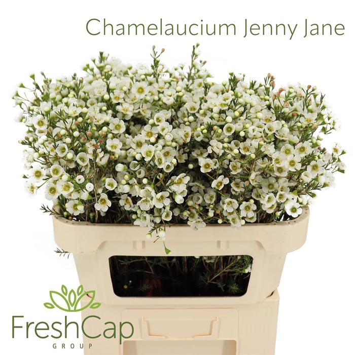 <h4>Chamelaucium Jenny Jane</h4>