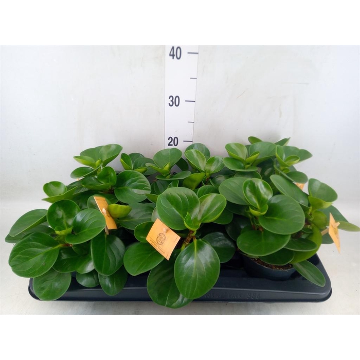 <h4>Peperomia obt. 'Green Gold'</h4>